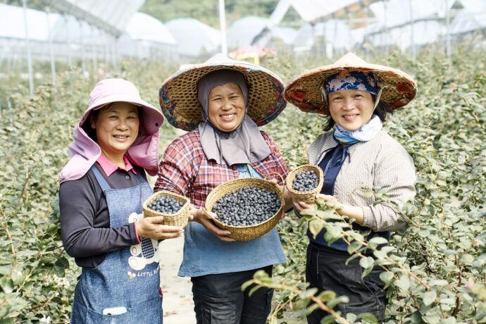 影音／昨天還在樹上　今天就到你手裡！　聖德科斯邀您搶鮮體驗山丘藍台灣藍莓日