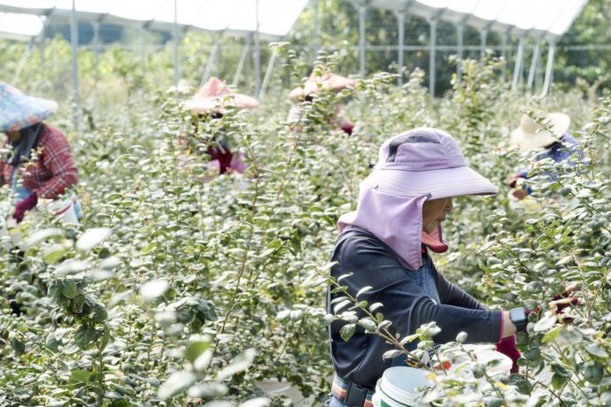 影音／昨天還在樹上的藍莓　今天就送到你手裡！ 聖德科斯「藍莓日」邀您搶鮮體驗　山丘藍台灣藍莓一日鮮採直送