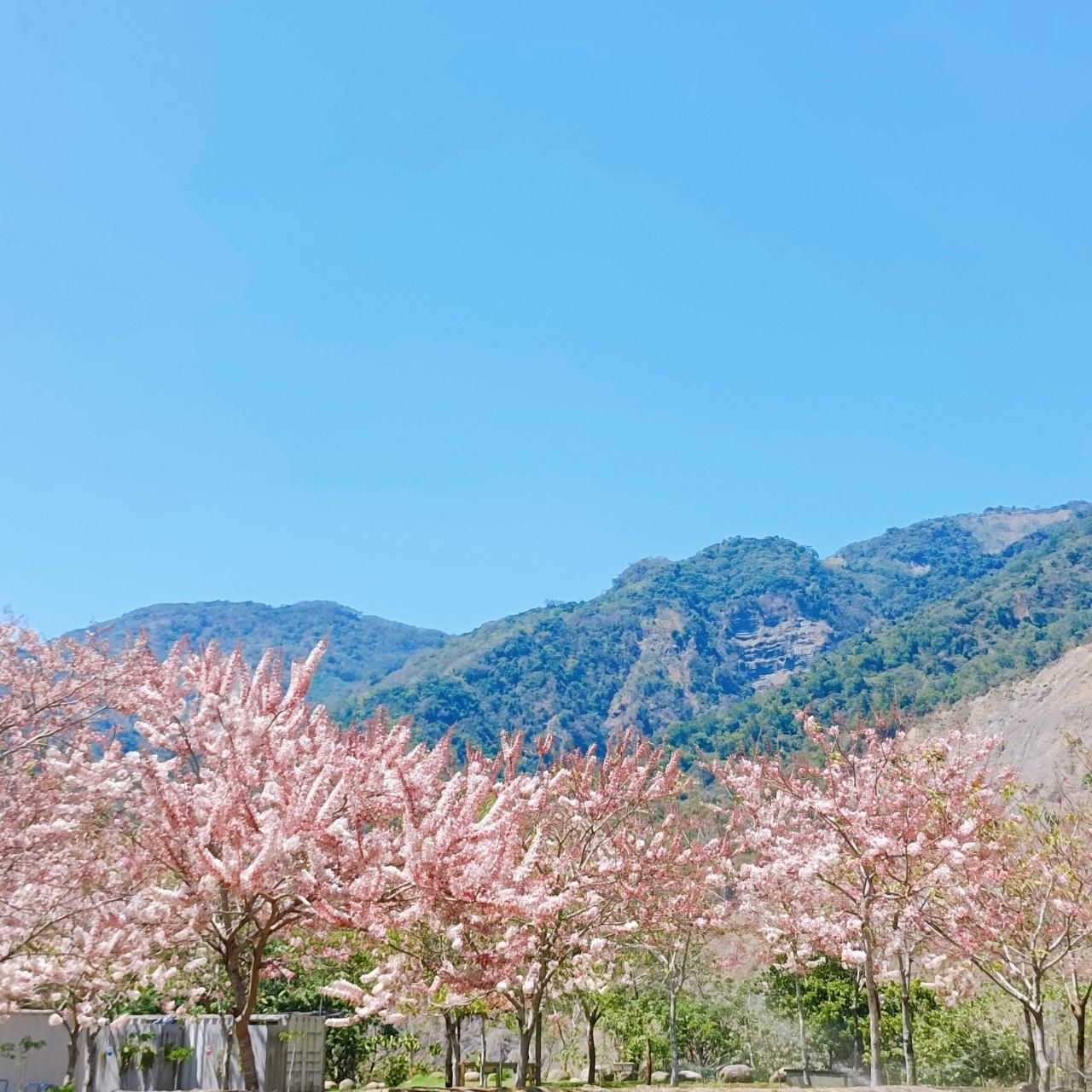 六龜花旗木綻放 泡湯賞花一次滿足