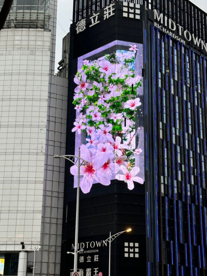 台北街頭出現全世界最大、最美桐花樹 民眾搶拍