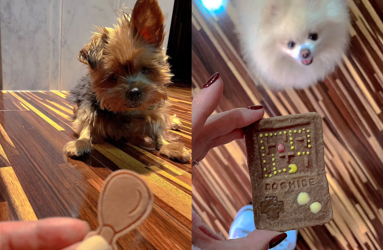 斜槓正妹為愛犬創業　跨足寵物烘焙：把愛延續下去