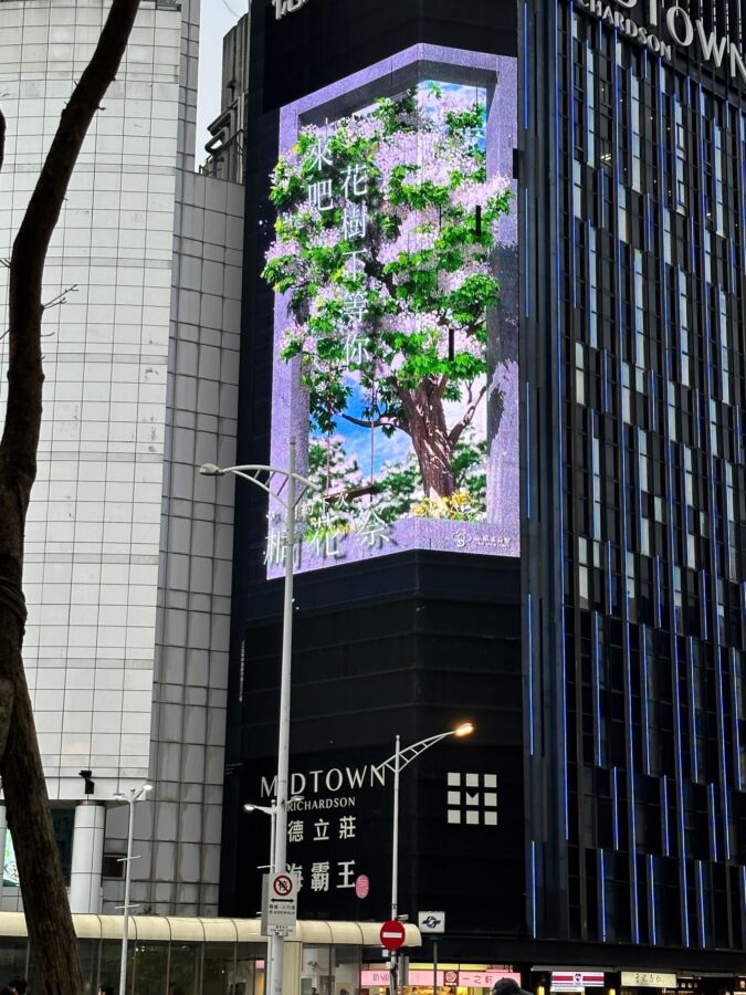 台北街頭出現全世界最大、最美桐花樹 民眾搶拍