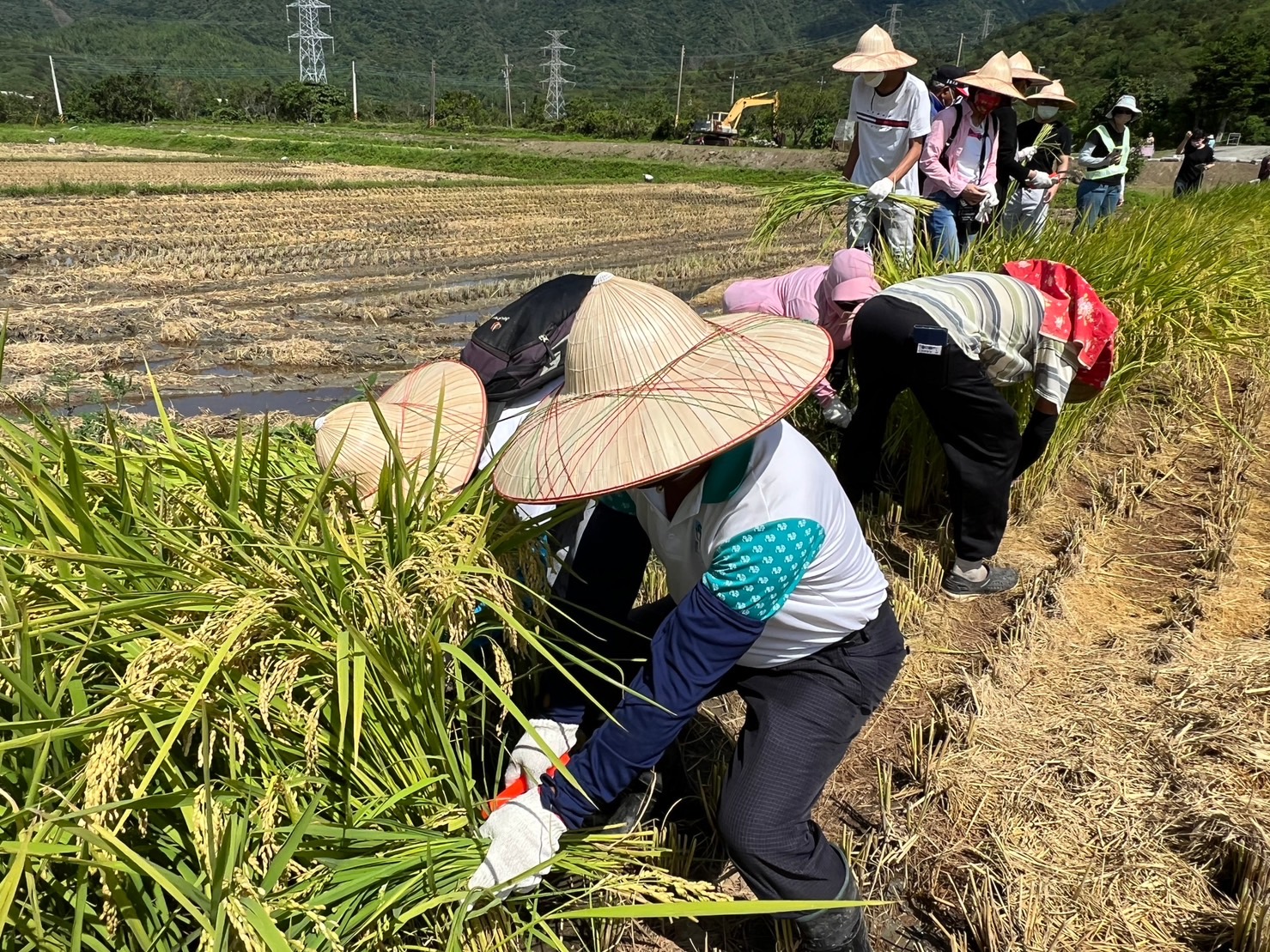四重溪溫泉米「稻町來割稻」體驗農村樂