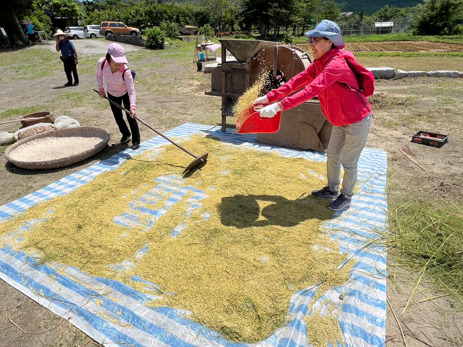 四重溪溫泉米「稻町來割稻」體驗農村樂