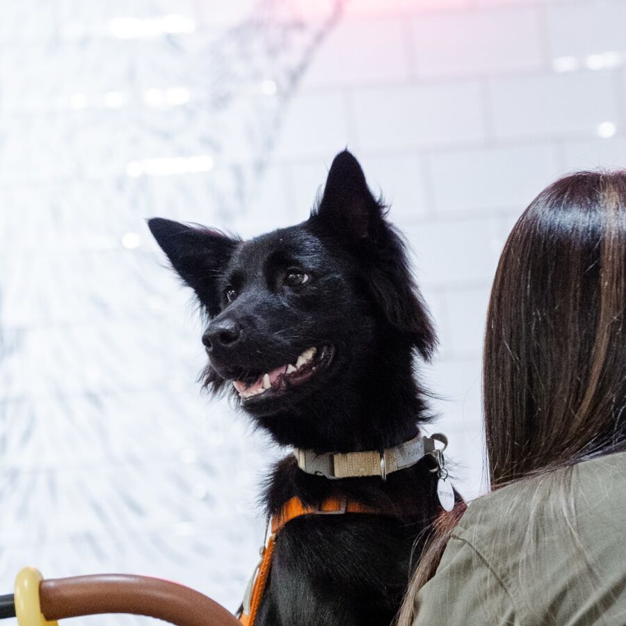 學會獨處更快樂 專家提倡狗狗相處新方式