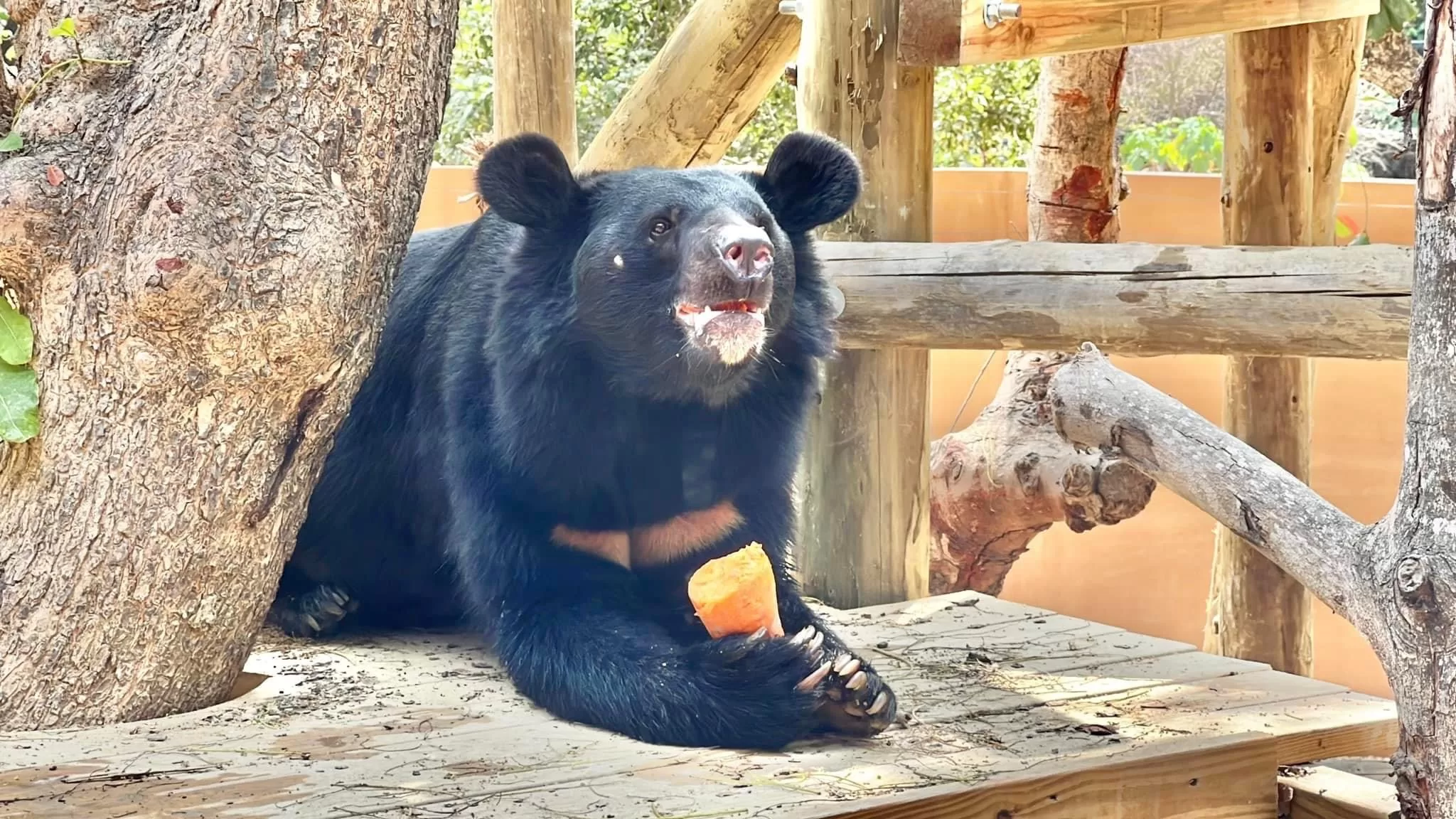 壽山動物園動物明星票選起跑　暑假全國12歲以下免費入園