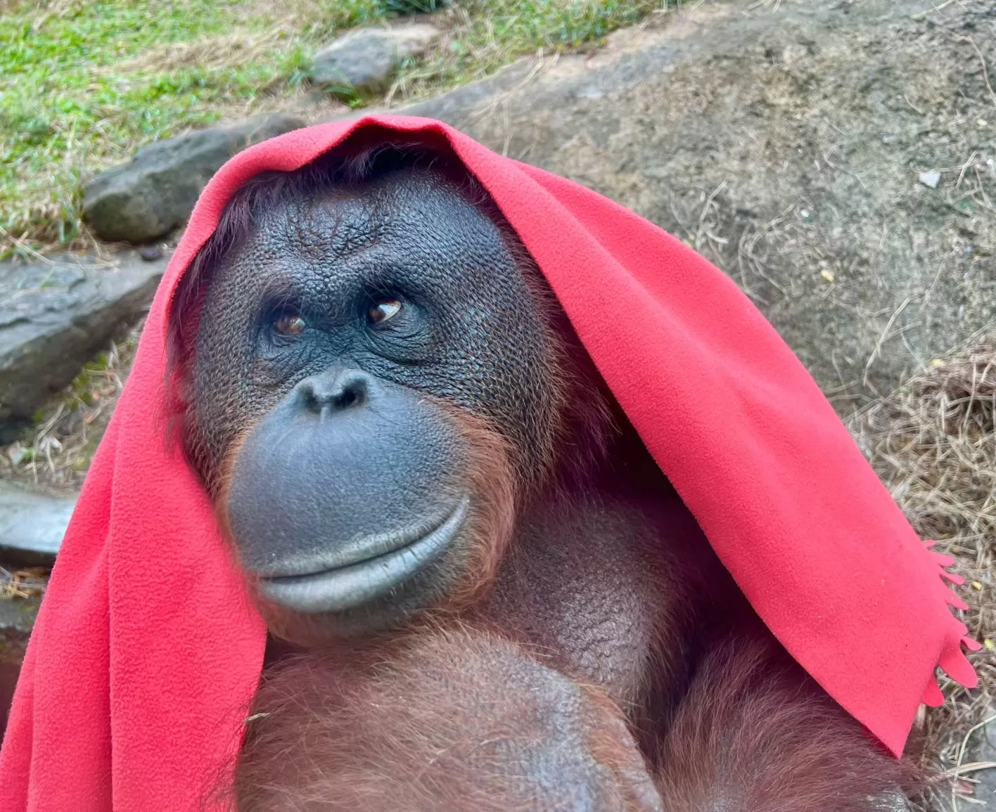 壽山動物園動物明星票選起跑　暑假全國12歲以下免費入園