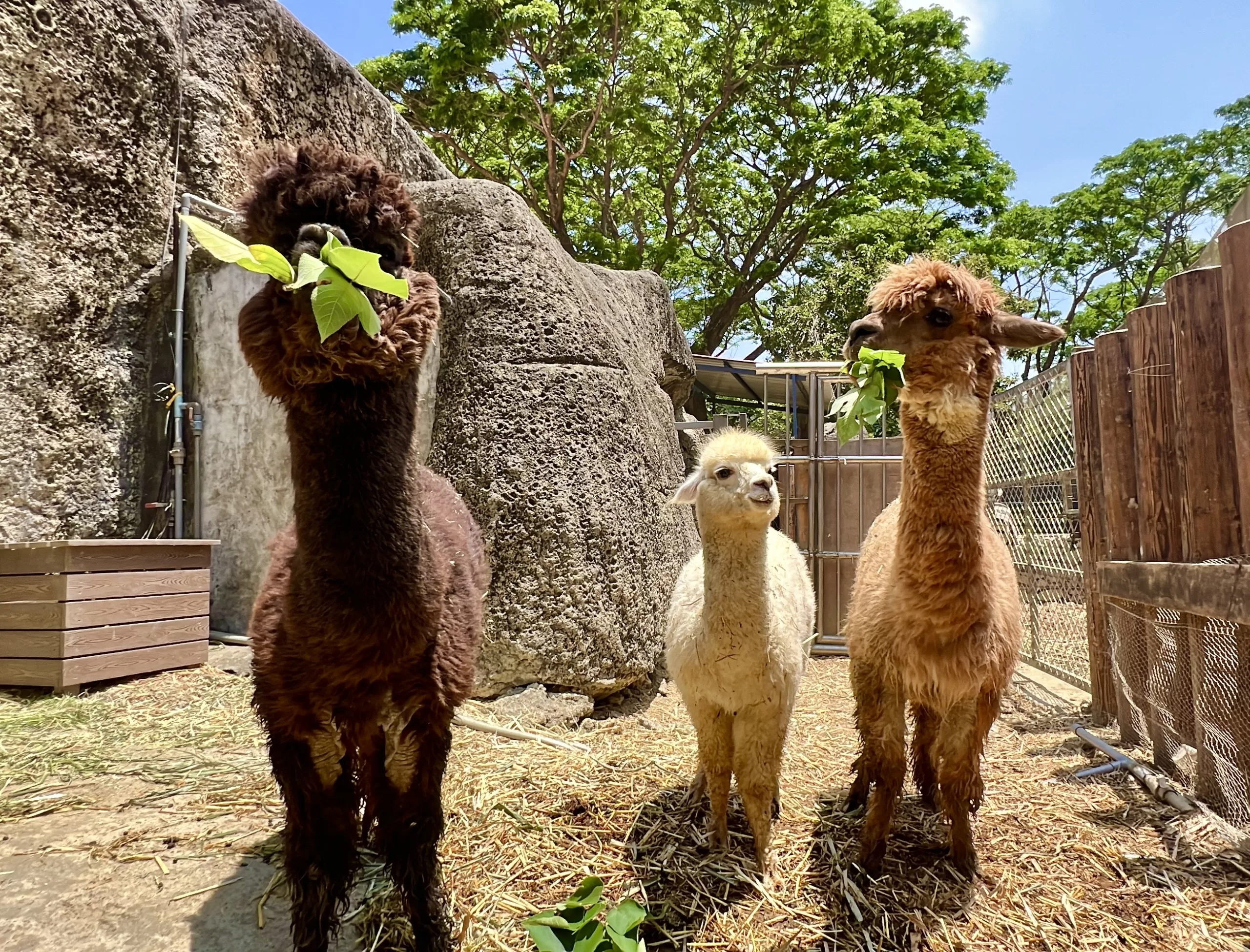 壽山動物園動物明星票選起跑　暑假全國12歲以下免費入園