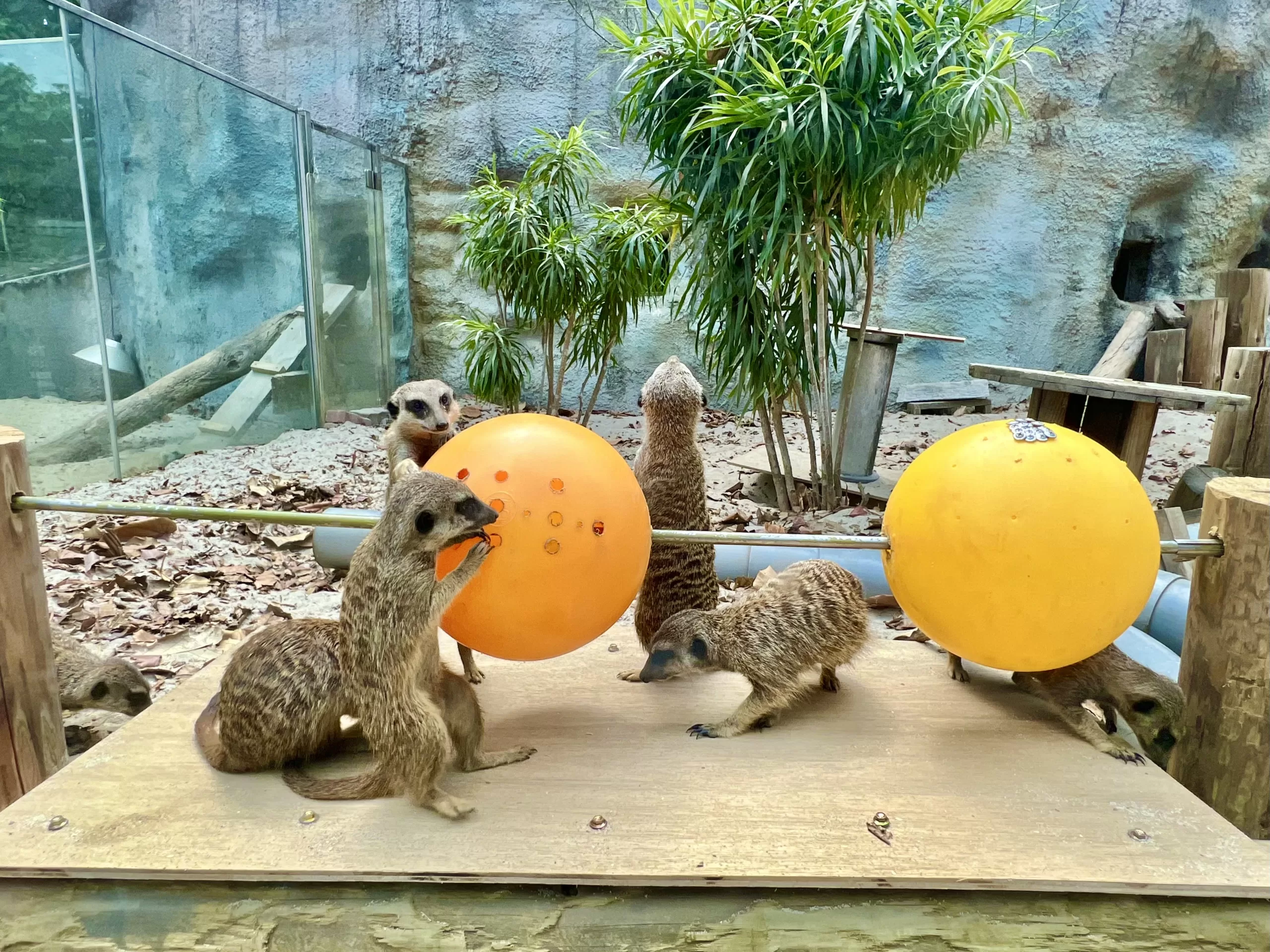 壽山動物園動物明星票選起跑　暑假全國12歲以下免費入園