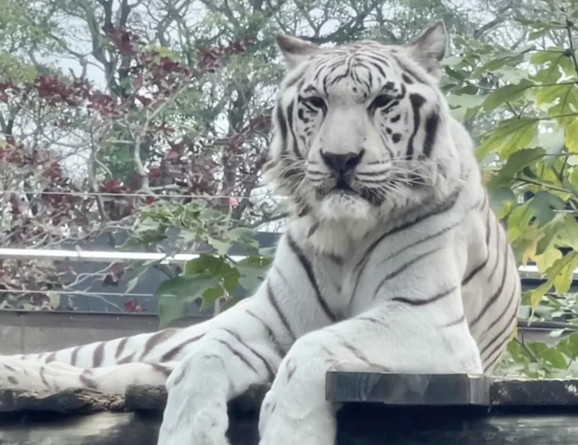 壽山動物園動物明星票選起跑　暑假全國12歲以下免費入園