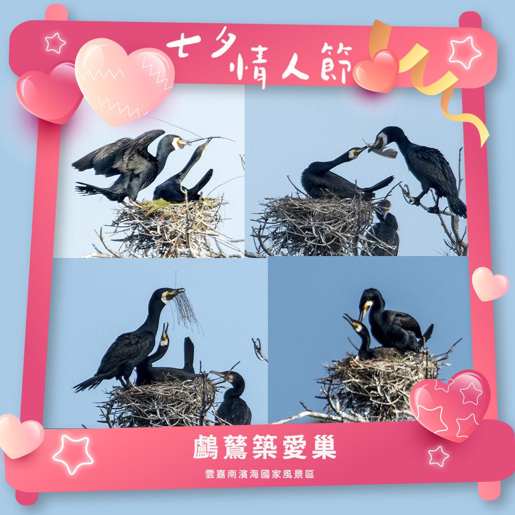88節、七夕來點不一樣 『那些鳥事』生動有趣祝福