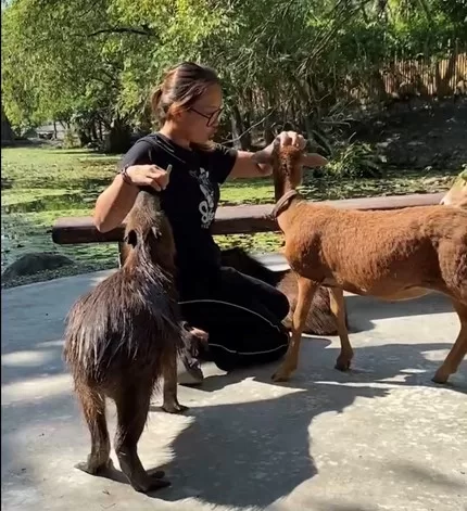 中秋國慶連假何處去？宜蘭知名森林農場邀民眾和可愛動物一起卡哇伊！