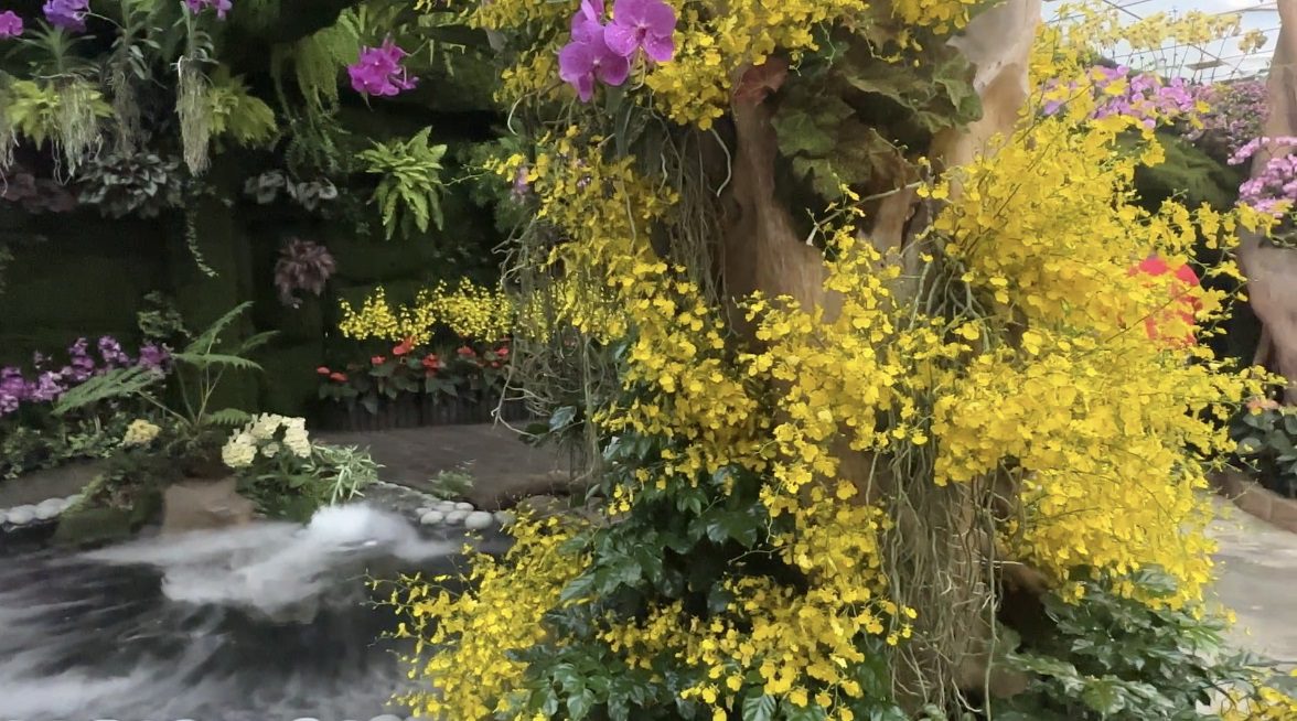 影音/樂齡旅遊體驗 展現凰金黃金年華