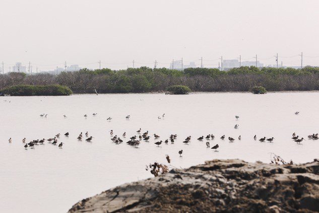 第11屆觀鳥馬拉松圓滿落幕　8國近150位鳥友沈浸在驚喜的飛羽天堂