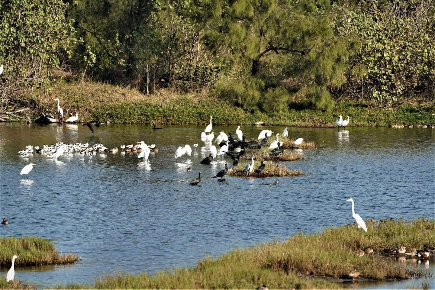 第11屆觀鳥馬拉松圓滿落幕　8國近150位鳥友沈浸在驚喜的飛羽天堂