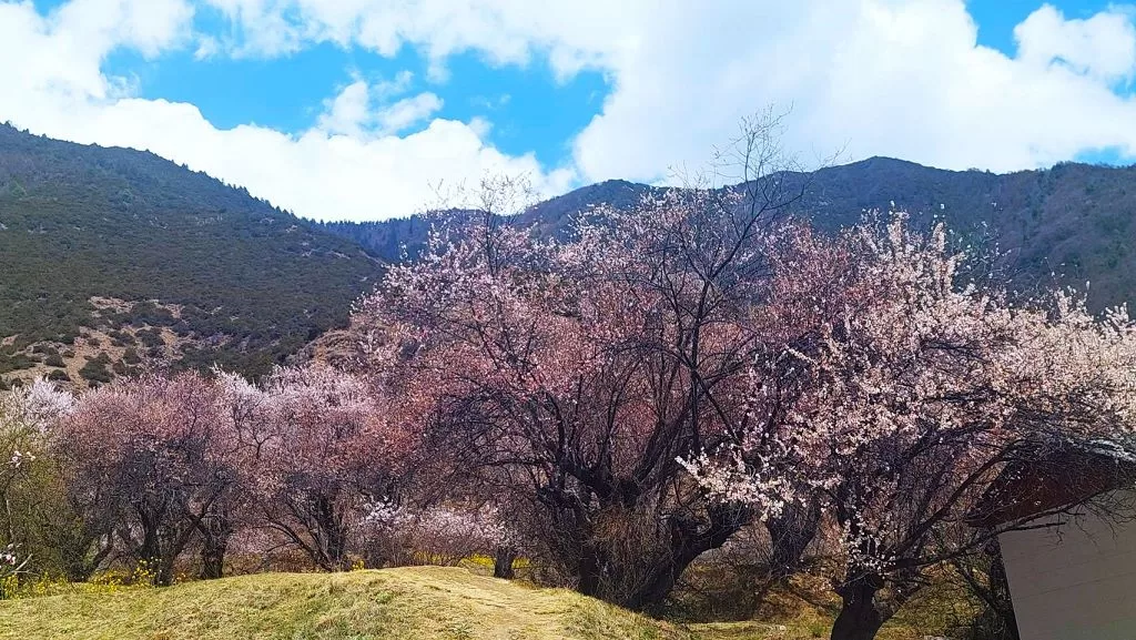 徜徉漫山遍野的粉色大地　西藏林芝桃花節三月絕美盛開