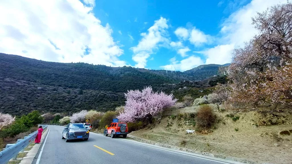 徜徉漫山遍野的粉色大地　西藏林芝桃花節三月絕美盛開