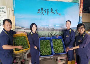 日韓急凍缺羅勒-–-樸作良食徵百萬年薪契作戶搶市