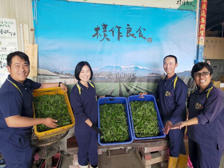 日韓急凍缺羅勒-–-樸作良食徵百萬年薪契作戶搶市