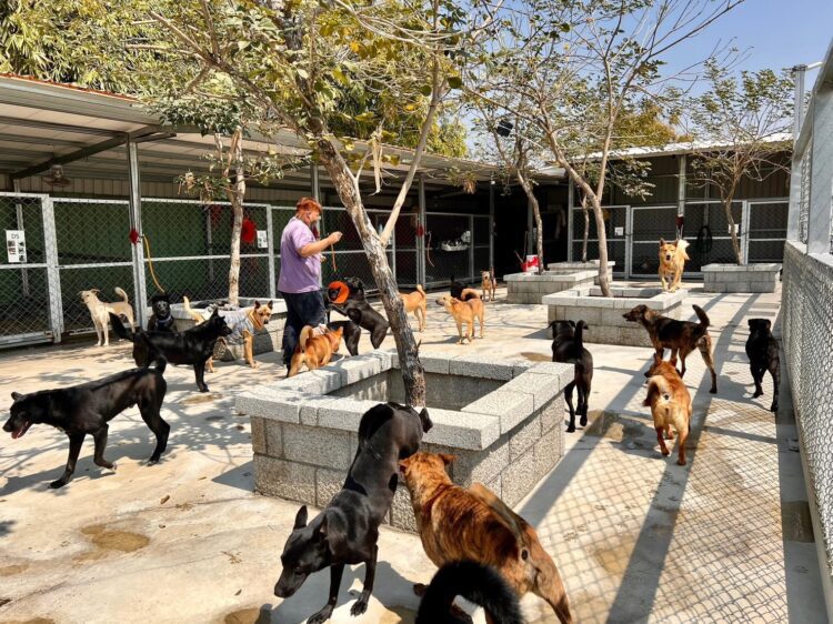 韓國暖男歐爸轉型有成！春節不回家幫浪浪創新衣過好年