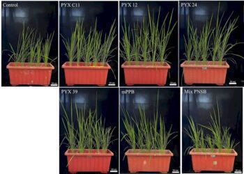 屏東科技大學森林系研發提升黃碳固存農法-力行2050淨零碳排