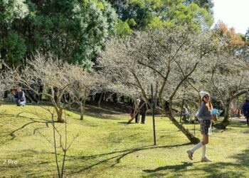 圖輯-/-攝影達人林承洋作品-去復興鄉看巨樹梅花