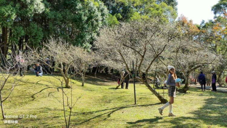 圖輯 / 攝影達人林承洋作品-去復興鄉看巨樹梅花 圖輯-/-攝影達人林承洋作品-去復興鄉看巨樹梅花