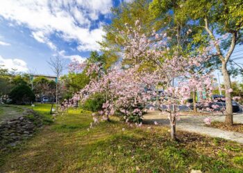 小半天竹夢森活節即將登場　邀請千人櫻花樹下享用竹筒飯