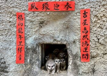 壽山動物園年節加菜-動物上演爆笑小劇場