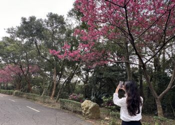 2024動物新成員兔豚鼠呆萌登場-關西六福莊3月迎接女神降臨-獻上最美出遊攻略