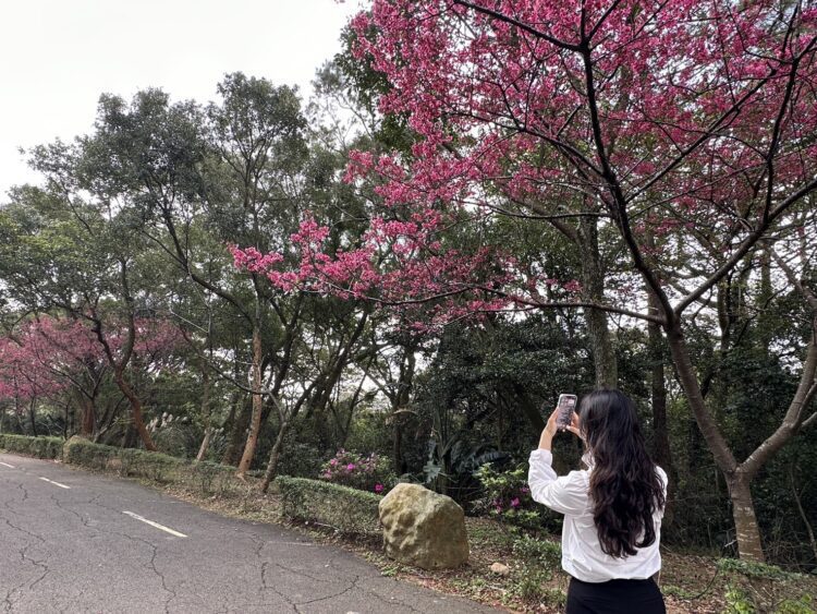 2024動物新成員兔豚鼠呆萌登場-關西六福莊3月迎接女神降臨-獻上最美出遊攻略