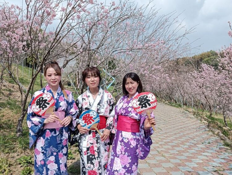 新社櫻花鳥森林上千多株香水櫻盛開 有小火車、日式和服等體驗 新社櫻花鳥森林上千多株香水櫻盛開-有小火車、日式和服等體驗