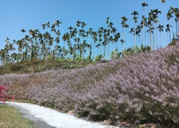 粉紅山丘麝香木花海-最佳賞花期落在2/28過後