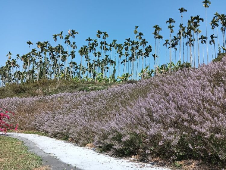 粉紅山丘麝香木花海 最佳賞花期落在2/28過後 粉紅山丘麝香木花海-最佳賞花期落在2/28過後