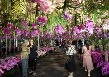 全球蘭花界兩大盛事2/24臺南揭幕