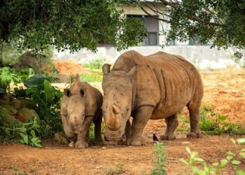 2024全新四年一遇229好運全開-關西六福莊加一元即可全家輕鬆入住