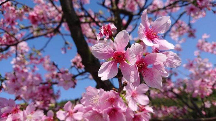 芝櫻醒春！新北三芝櫻花季　賞花健行迎新春