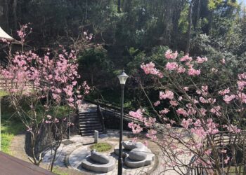 粉櫻盛開 指南宮賞櫻祈福龍好運