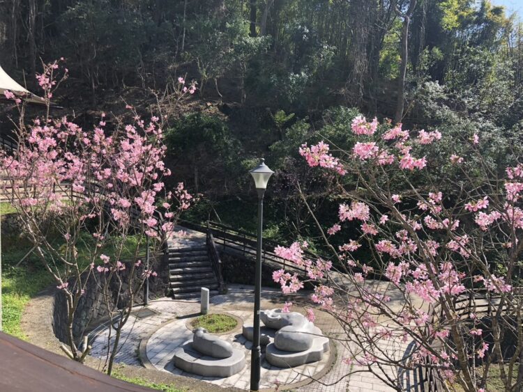 粉櫻盛開 指南宮賞櫻祈福龍好運 粉櫻盛開 指南宮賞櫻祈福龍好運