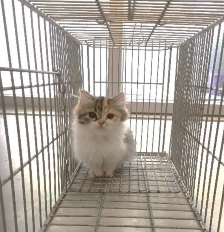 品種貓中籤率僅萬分之6 嘉義縣2/29直播抽出天選認養人 品種貓中籤率僅萬分之6 嘉義縣2/29直播抽出天選認養人