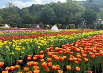 2024士林官邸鬱金香展今開幕 展期至3/3