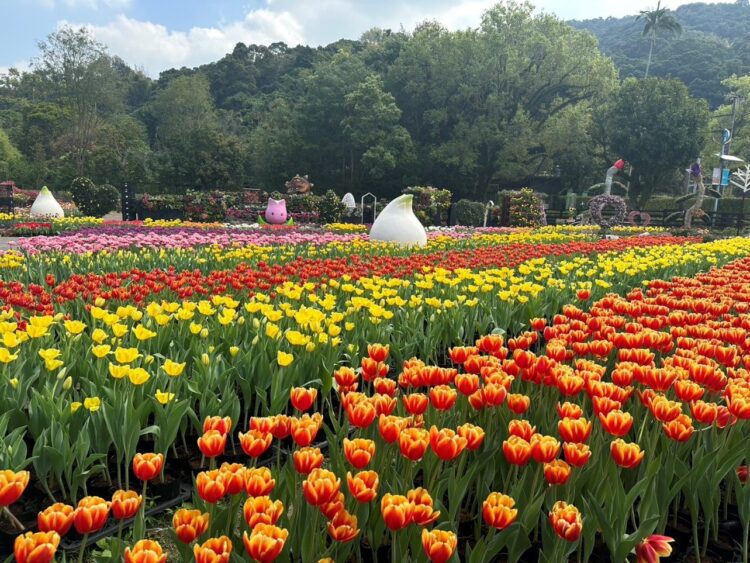 2024士林官邸鬱金香展今開幕 展期至3/3 2024士林官邸鬱金香展今開幕 展期至3/3