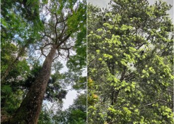 坪林臺灣油杉樹齡大揭密　26-640歲都有　平均161歲