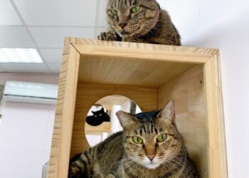 新店小城里長跨區至八里 助新北動保全盲萌貓回歸幸福