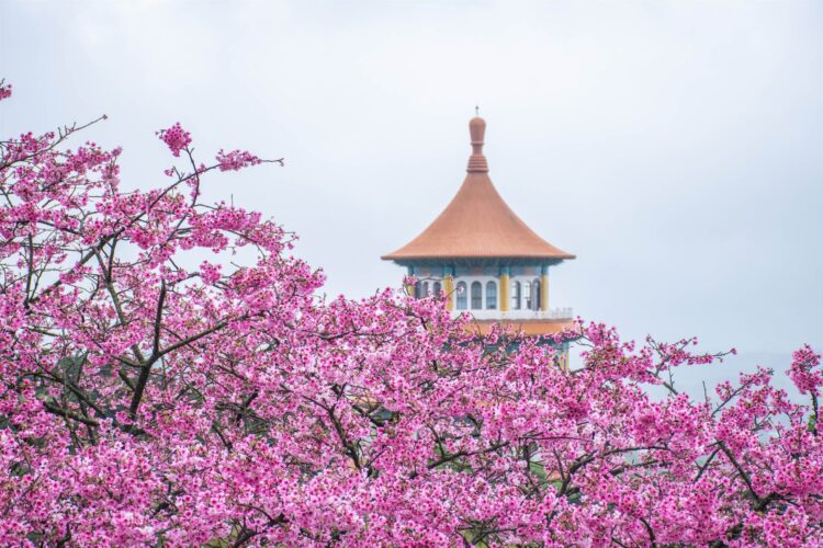 粉色浪潮襲捲淡水、三芝 將捷金鬱金香酒店推限定「春季住房專案」專人帶隊賞櫻去 粉色浪潮襲捲淡水、三芝 將捷金鬱金香酒店推限定「春季住房專案」專人帶隊賞櫻去