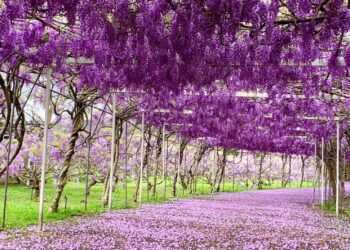 萬花在淡水爭艷 將捷金鬱金香酒店淡水小旅行加開紫藤花專車