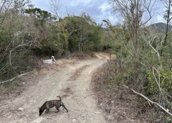 屏東縣車城鄉保力村出現一起疑似毒骨頭毒狗事件
