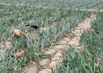 屏東車城驚傳毒狗　屏縣府下令嚴查遏止毒害動物