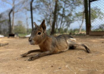 小資族必收-關西六福莊只要一人加一元-任選多種動物體驗
