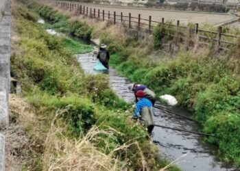 確保排水暢通-巡查清除布袋蓮-防患未然